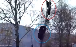 Video: Bị gấu dữ đuổi giết, trèo lên cây cũng không thoát