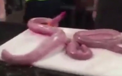 Video: Sốc cảnh rắn bị lột da vẫn tấn công đầu bếp