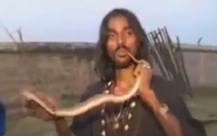 Video: Rùng mình dân chơi Ả-rập "ăn tươi nuốt sống" rắn độc