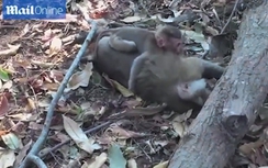 Bật khóc nhìn khỉ con đau đớn ôm xác mẹ qua đời