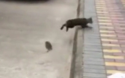 Chuột hung hãn tấn công khiến mèo bỏ chạy thục mạng