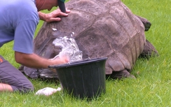 "Cụ" rùa già nhất nước Anh tắm rửa để diện kiến Hoàng gia