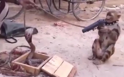 Khỉ cầm súng dọa rắn hổ mang