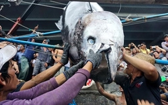 Ngư dân Khánh Hòa câu được cá ngừ vây xanh nặng gần 350kg