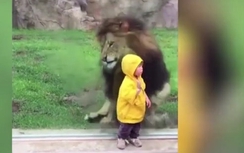 Video: Thót tim cảnh sư tử nặng 180kg lao tới vồ bé 3 tuổi