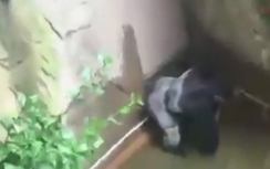 Video:Khỉ đột che chở cậu bé Mỹ 4 tuổi trước khi bị bắn chết