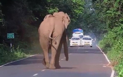 Video: Hoảng hồn cảnh đàn voi "giang hồ" hung hãn tấn công người