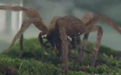 Video: Phóng sinh hàng trăm con nhện khổng lồ tại Anh