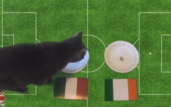 Mèo Cass dự đoán kết quả trận đấu Italia - CH Ailen