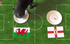 Mèo Cass dự đoán trận đấu giữa xứ Wales và Bắc Ireland