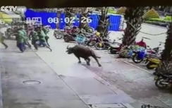 Video: Kinh hoàng bò tót xổng chuồng húc nhiều người và xe cộ