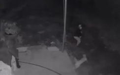 Video: Đi trộm, bị chó dữ đuổi cắn chạy "vắt chân lên cổ"