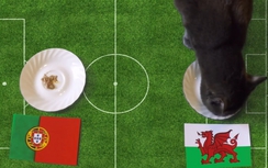 Bồ Đào Nha - Xứ Wales: Mèo Cass dự đoán thế nào?