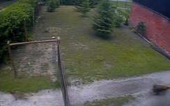 Video: Cáo vào trộm gà bị chó đuổi chạy trối chết
