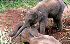 Video: Xúc động cảnh voi con đau đớn khóc bên xác voi mẹ