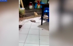 Video: Mèo run rẩy đứng nhìn hai con chuột "choảng" nhau