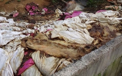 Video: Công ty Đài Loan vứt trăm xác heo ra sông Sài Gòn