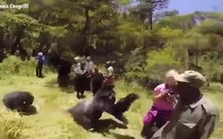 Video: Hãi hùng cảnh khỉ đột 300kg lao vào hành hung du khách