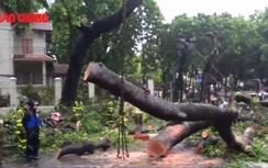 Video: Cây đổ, gió to, mưa lớn người dân vứt xe bỏ chạy