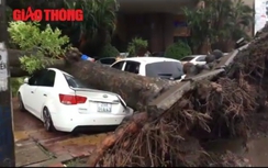 Video: Cây xà cừ đè bẹp ô tô giữa Hà Nội trong mưa bão