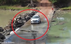 Video: Tài xế ô tô hoảng hồn nhường... cá sấu sang đường