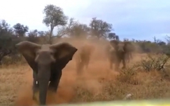 Video: Khoảnh khắc cả đàn voi lao tới húc tung xe ô tô
