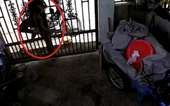 Video: Trộm đánh bả, kéo chú chó qua cổng như phim hành động