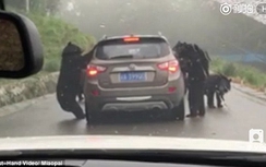 Video:Hoảng hồn 4 con gấu đen đập phá xe ô tô trong công viên