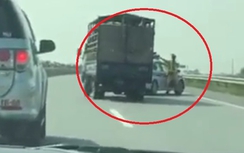 Video: Xe tải chở lợn táo tợn đánh võng chạy trốn CSGT
