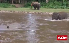 Video: Xúc động cảnh voi con lao xuống dòng nước xiết cứu chủ