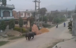 Video: Tê giác nổi điên truy sát cả tuyến phố