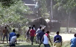 Sốc cảnh 60 con voi điên cuồng phá nát ngôi làng ở Ấn Độ