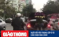 Video: Ngồi vắt vẻo trong cốp ô tô ôm chậu hoa giữa Hà Nội