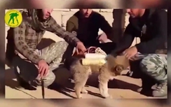 Video: IS dùng chó để đánh bom tự sát