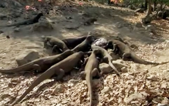 Video: Khoảnh khắc bầy rồng Komodo cắn xé trâu rừng