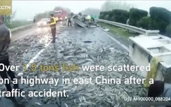 Video: Xe tải vào cua lật nhào, hơn 1 tấn cá tràn ra đường