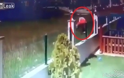 Video: Bé gái trèo rào ra ngoài bị đàn chó cắn tử vong