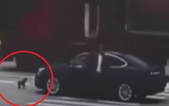Video: Chủ bị ôtô đâm, chó lao tới chặn đầu xe gây tai nạn