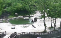 Video: Nghẹt thở nhìn hai chú voi lớn cứu voi con suýt chết đuối