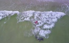 Video: Người đàn ông dũng cảm tay không giải cứu cá mập đầu búa