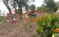 Video: Bò mẹ đuổi báo đốm, cứu bê con