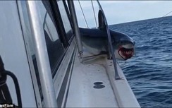 Video: Cá mập "ghé thăm" thuyền câu rồi bị mắc kẹt, mồm sùi máu