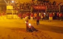 Video: Bị đốt cặp sừng, bò tót đâm đầu tự tử