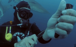 Video: Sốc cảnh thợ lặn thử cắt tay mình để dụ đàn cá mập
