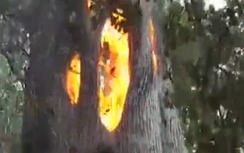 Video: Kỳ lạ thân cây bốc cháy bên trong, vỏ ngoài vẫn nguyên vẹn