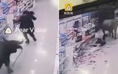 Video: Xổng khỏi lò mổ, trâu "điên cuồng" phá cửa hàng, húc nhiều người