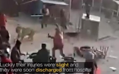 Video: Hổ dữ đang diễn xiếc, lao tới tấn công đám đông trẻ em