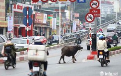 Video: Hoảng hồn trâu xổng chuồng "đại náo" nhiều tuyến phố Hà Nội