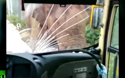 Video: Voi điên lao ra đường húc nứt kính xe buýt, lật xe tải