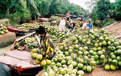 Vinamilk tiếp tục đầu tư vào doanh nghiệp chế biến dừa Bến Tre